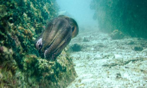Swimming Common Octopus in the waters off Seychelles.
