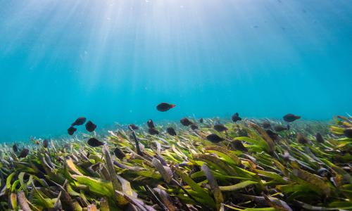 Parrotfish in seagrass, in the waters off Zanzibar, Tanzania.