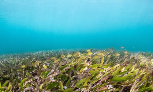 Parrotfish in seagrass in ocean.