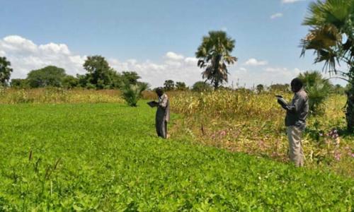 Crop assessment in South Sudan. Photo: FAO