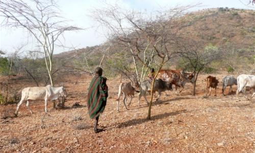Cattle can be more resilient than crops. Photo: www.karamoja.eu