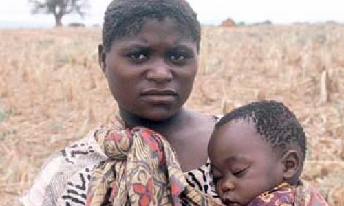 Zambia's withered grain fields: Does genetically modified relief food pose health risks?   Photo: ©WFP / Brenda Barton