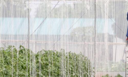 A woman in Mali works in a greenhouse which is pioneering substantial agricultural techniques close