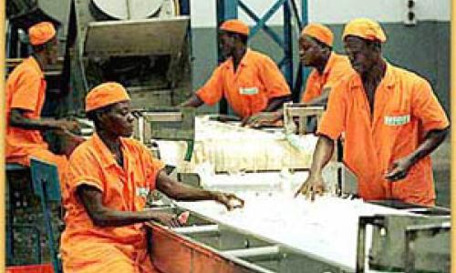 Usine de transformation agricole en Côte d'Ivoire : pour que les pays africains puissent s'industrialiser, il leur faut des mesures de protection internes semblables à celles que les pays développés ont appliquées. Photo: © AfricaPhotos.com